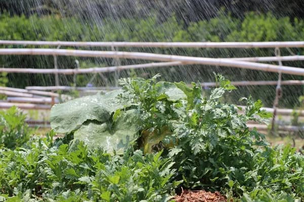 Watering Smarter: My Journey to Discovering the Best Drip Irrigation Systems for Every Garden Cover