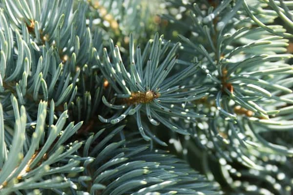 The Subtle Power of Pine Garlands: Elevating Everyday Spaces with Timeless Greenery Cover