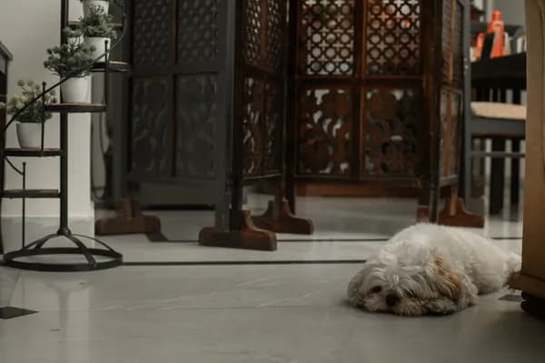 Taming the Fur Factor: A Practical Guide to Choosing the Best Pet Vacuum Cover