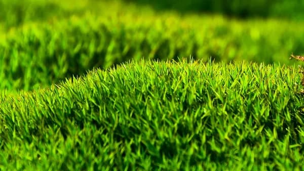 More Than Just Green: A Practical Guide to Choosing the Best Artificial Grass for Modern Living Cover