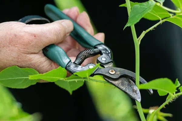 Precision in the Garden: Choosing the Right Clippers for Lasting Results Cover