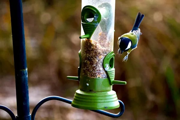 Beyond the Backyard: How the Best Bird Feeders Are Transforming Everyday Outdoor Spaces Cover