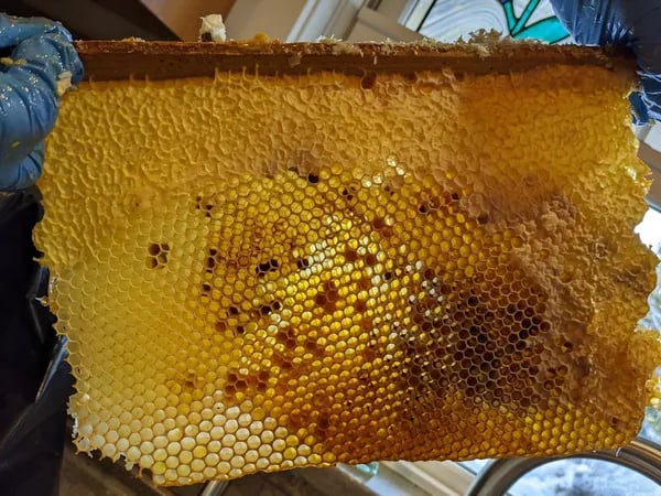 Mad Honey of Nepal: Tradition, Science, and the Risks Behind a Rare Natural Product Cover