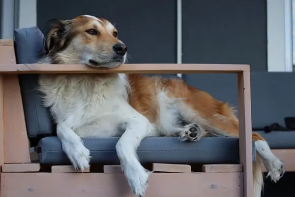 Why the Best Dog Kennel Isn’t One-Size-Fits-All: A Genuine Dog Parent’s Guide Cover